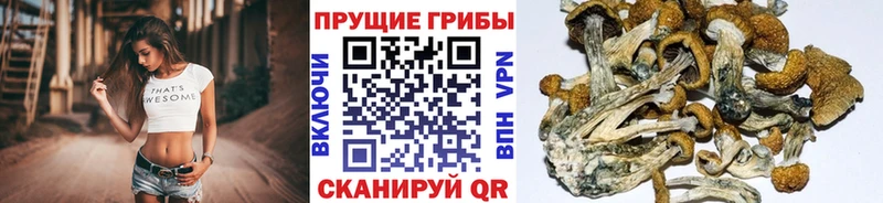 Галлюциногенные грибы Psilocybe  Купить где  Старица 